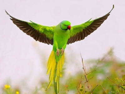 MP: Ex-Armyman offers Rs 21,000 reward, observes fast for missing pet bird ‘Tota Gopi’