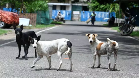 Chennai to launch mass anti-rabies drive today, targets two lakh stray dogs