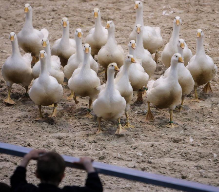 Australia to vaccinate vulnerable species against H5N1 bird flu