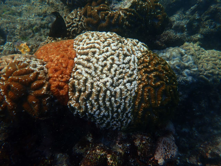 Tricolour corals offer clues to climate resilience