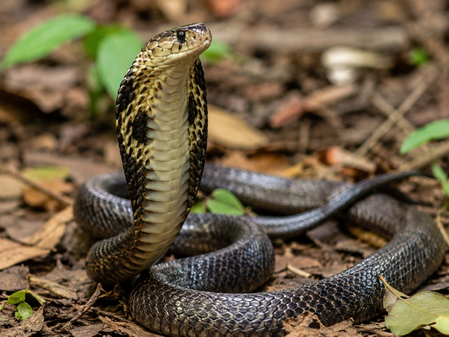 Maharashtra declares snakebite a notified disease to ensure vaccine tracking and timely treatment