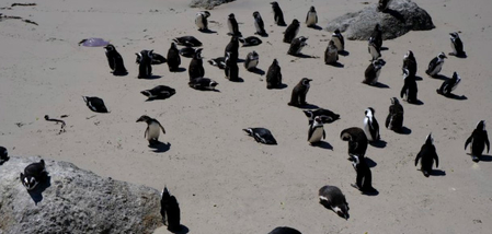 Dead penguins found on Australian island to be tested for H5N1 bird flu