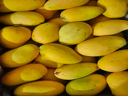 Bengaluru airport records 33 pc growth in mango handling, ships 2.63 million pieces to 38 global destinations