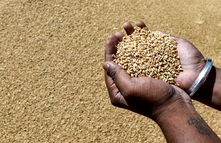 Govt removes export curbs on wheat flour, maida, semolina