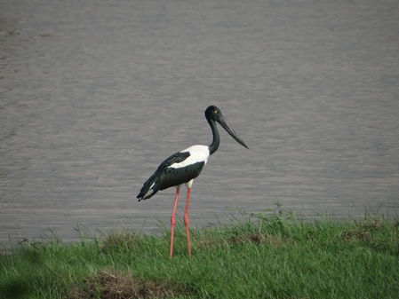 Khijadiya Bird Sanctuary emerges as key Black-necked Stork breeding site in Gujarat