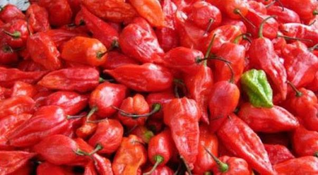 Naga King Chilli cultivation emerges as major rural income source in Nagaland