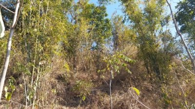 Punjab Cabinet nod to bill to maintain green cover