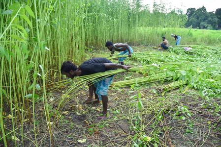 Area sown under kharif crops crosses 1,086 lakh hectares, pulses, jute record rise