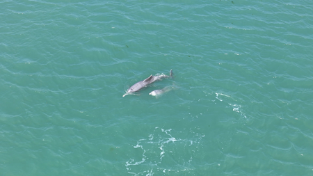 Dolphins most frequently sighted marine mammals in Gulf of Kachchh: Study