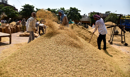 AI grain analysers introduced to ease paddy procurement in Gujarat