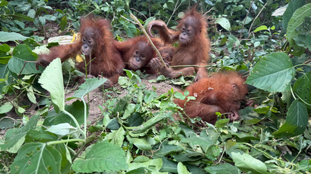 Five orangutans rescued from Odisha forest, wildlife smuggling suspected