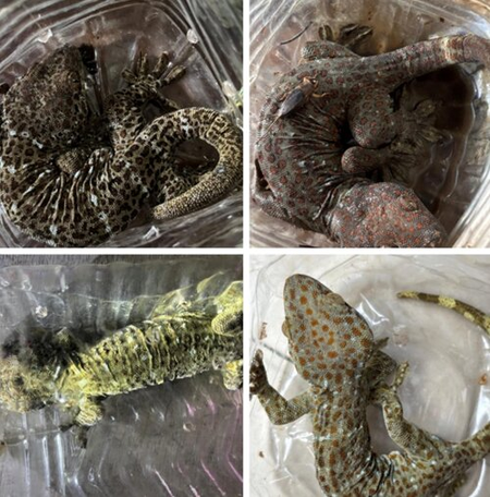 DRI cracks down on illegal wildlife trade in 6 operations, 13 held