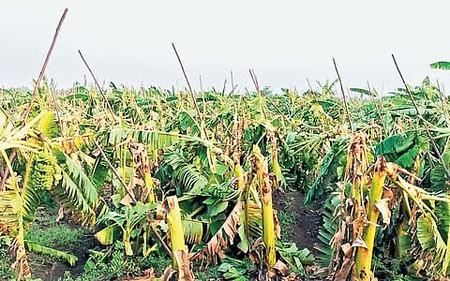 Storm destroys over 10,000 banana plants in TN’s Erode; farmers suffer losses
