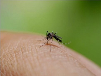 Bangladesh dengue outbreak worsens as 52 die in just 13 days