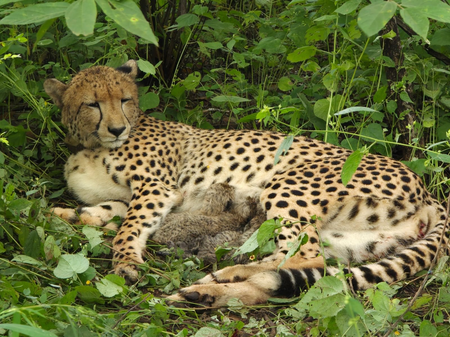 India-born cheetah gives birth to four cubs at MP’s Kuno, population rises to 56