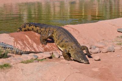 WII study finds 586 saltwater crocodiles in Andamans