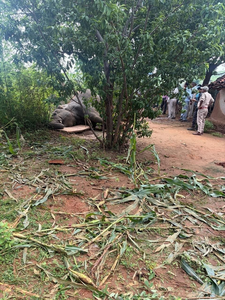 Wild elephant electrocuted in MP’s Mauganj, exposed power line sparks safety concerns