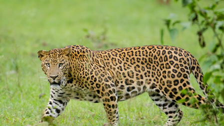 TN Forest Department steps up surveillance in Mettur after suspected leopard attacks