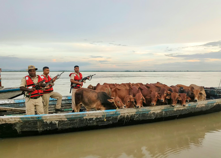 Assam: Four Bangladeshis held over suspected cattle smuggling along border