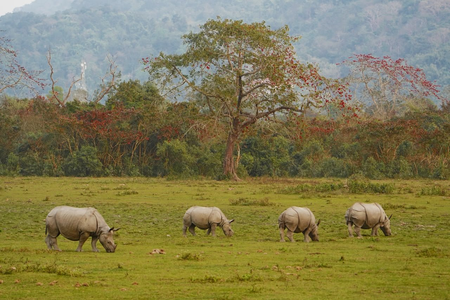 PM Modi announces ‘Project Rhino’ on World Rhino Day