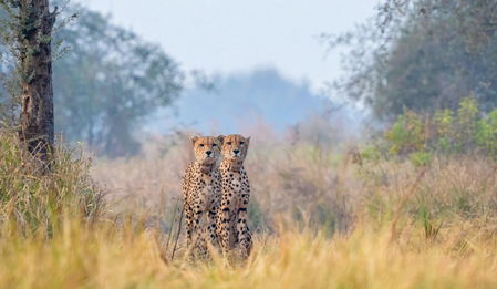 Cheetah Gaurav’s death closes chapter of Kuno’s first Namibian coalition, but his bloodline lives on