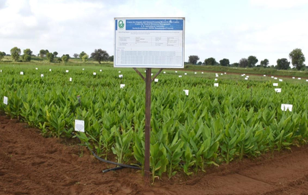 Natural farming doubles turmeric output in Gujarat trial, finds study