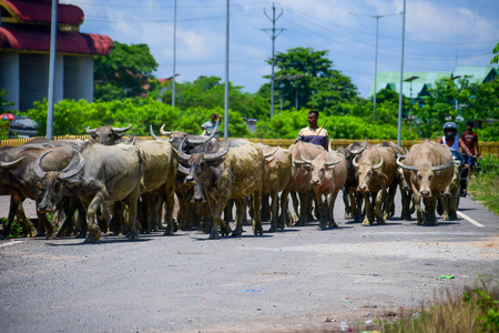 Centre to launch Livestock Insurance Portal to help farmers