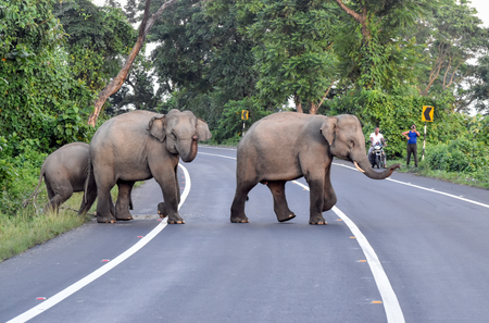 Bengaluru: Elderly man killed in elephant attack; forest department launches search