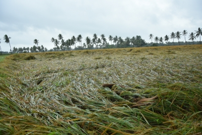 Crops over 45,000 hectares damaged due to heavy rains in Andhra Pradesh