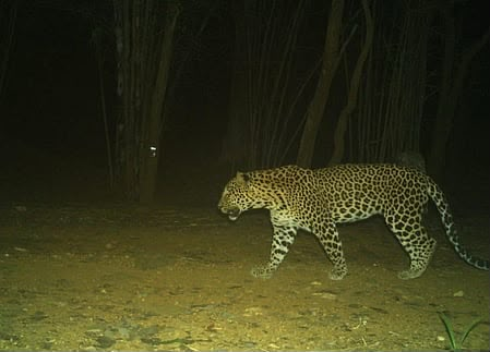 Camera traps deployed to identify animal behind goat deaths in TN’s Coimbatore
