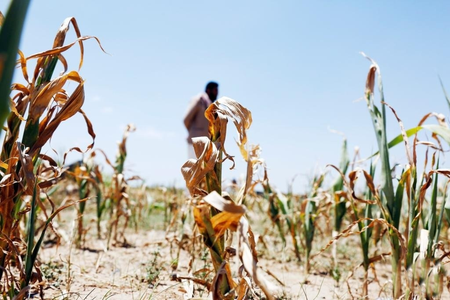 Maha drought hits sugar sector, factories seek govt relief