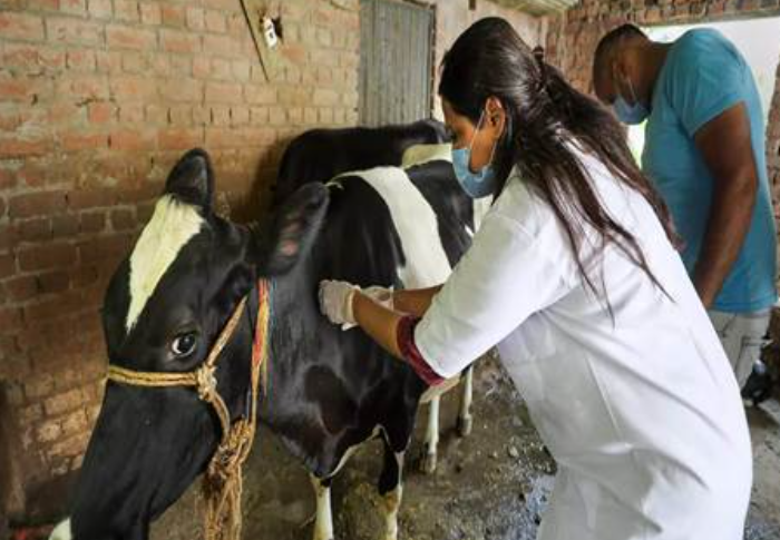 Lumpy Skin Disease under control in Delhi; over 45,950 cattle vaccinated