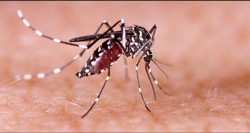 Chennai records surge in fever and dengue cases, doctors urge caution