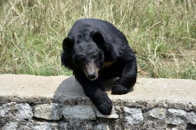 Man injured in bear attack in J&K’s Tral area