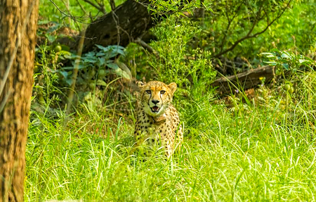 From Kuno to Kutch: Chasing India’s cheetahs across their new wild landscapes
