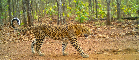 Leopard populations decline in parts of Odisha: WII study