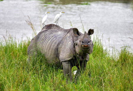 Kaziranga records 4.58 lakh tourists in 2025-26; footfall rises 8.5 pc