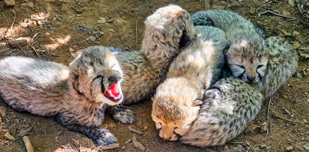 Cheetah Asha’s eight-month-old cub found dead at Kuno