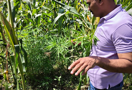 Ganja worth over Rs 2.37 crore found cultivated among cotton crops in Gujarat; four held