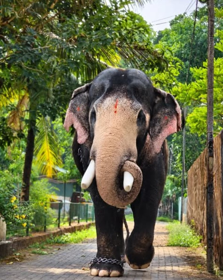 Hundreds pay tribute, bid goodbye to gentle giant ‘Brahmadathan’ in Kerala’s Melambara