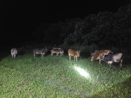 Assam Police recover 98 cattle, one held in smuggling crackdown: CM Sarma