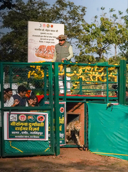 Two cheetahs released at Sagar reserve as MP expands reintroduction programme to third habitat