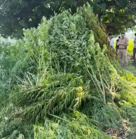 Rajasthan tightens vigil on narcotic crop cultivation, over 7,500 cannabis plants destroyed in Udaipur