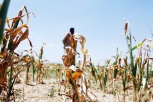 Telangana CM to hold meeting with ministers on drought conditions, relief