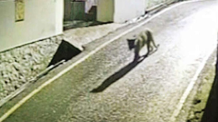 TN: Leopard video sparks fear near Kotagiri in Nilgiris; residents seek action