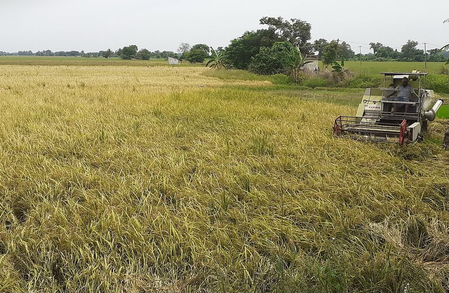 TN: Water shortage destroys samba paddy in Thanjavur; farmers seek compensation