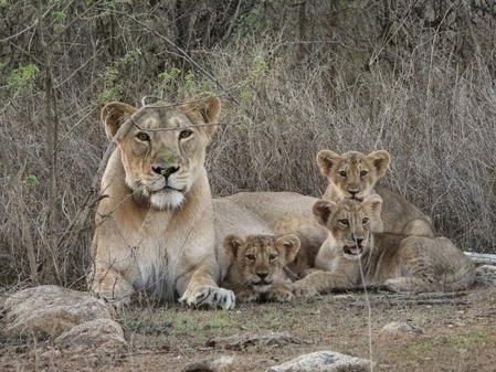 Gujarat’s Barda sanctuary emerges as potential long-term habitat for Asiatic lions: Study
