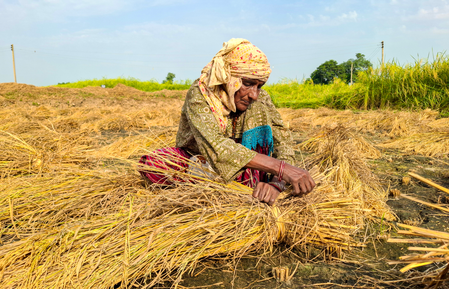 Haryana govt procures 15.52 lakh metric tons of paddy