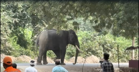 Elephant seriously injures mahout, creates panic in Varanasi’s Ramnagar; over 200 police personnel deployed