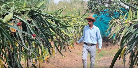 Dragon Fruit farming takes root in J&K’s Samba, inspires farmers to diversify crops